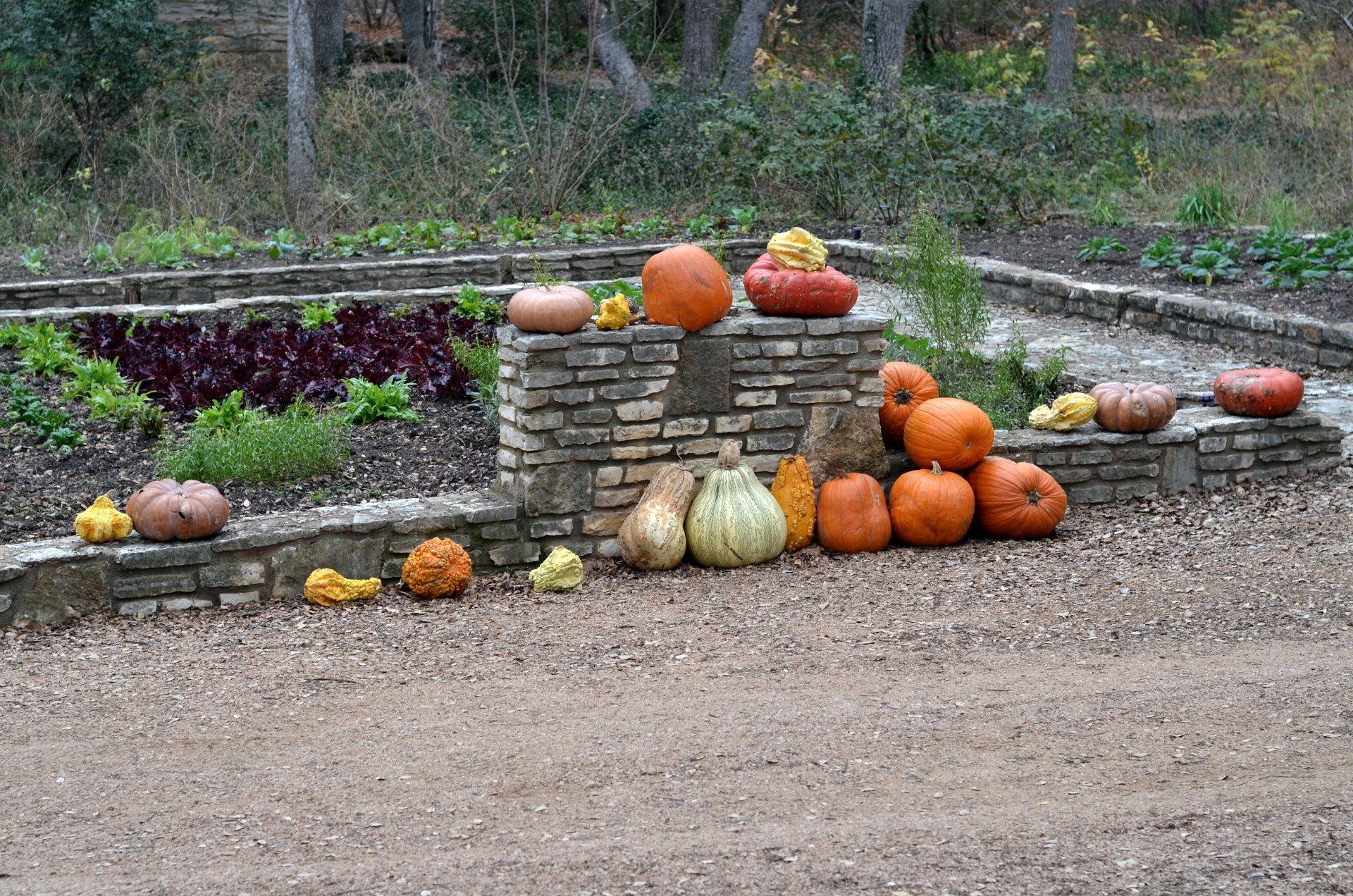 Pumpkins and Gourds